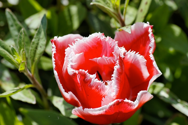 Jardin des Impressionnistes-023